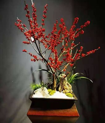 欧洲红豆果北美冬青盆栽盆景