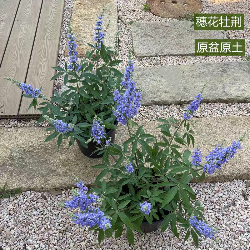 穗花牡荆盆栽绿植树苗薰衣草庭院花境鼠尾草大苗花卉耐热耐寒植物