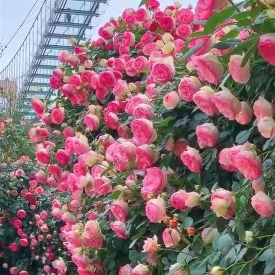 欧月爬藤蔷薇大苗月季印象派粉色龙沙宝石浓香多大花庭院地栽花卉