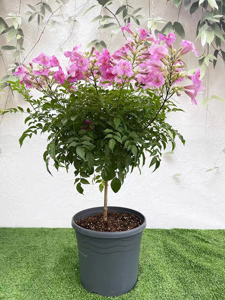 粉色凌霄花苗庭院耐寒