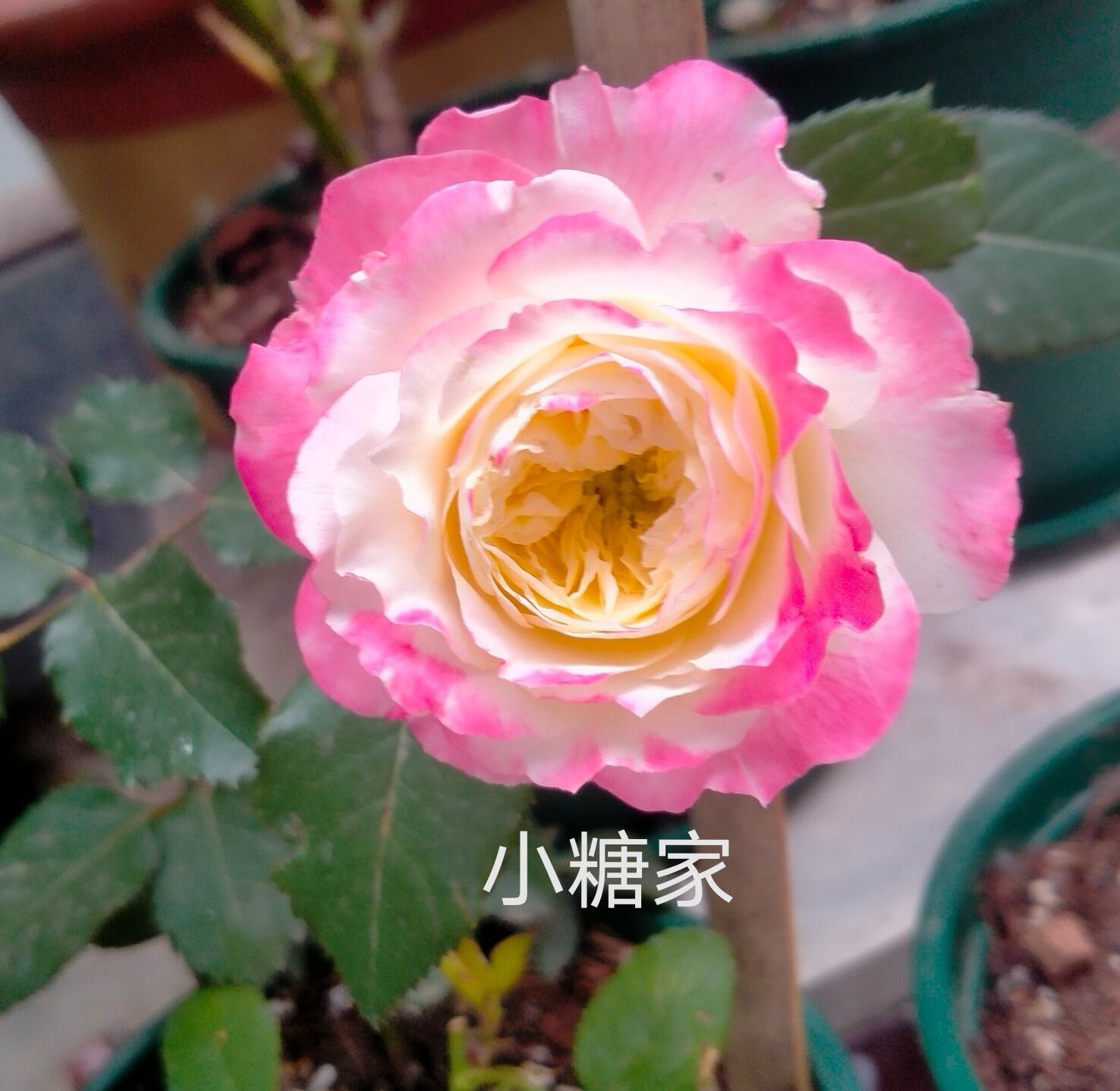 初装复色直立丰花茶香多季月季图片