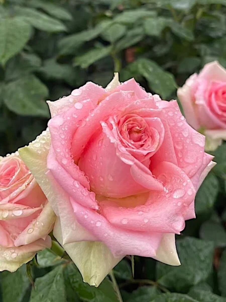 新星 微月多头多季月季勤花阳台盆栽丰花多分枝粉绿色庭院切花