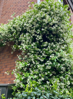 特惠白色风车茉莉懒人花好养四季常青爬藤植物浓香花卉耐寒热花苗