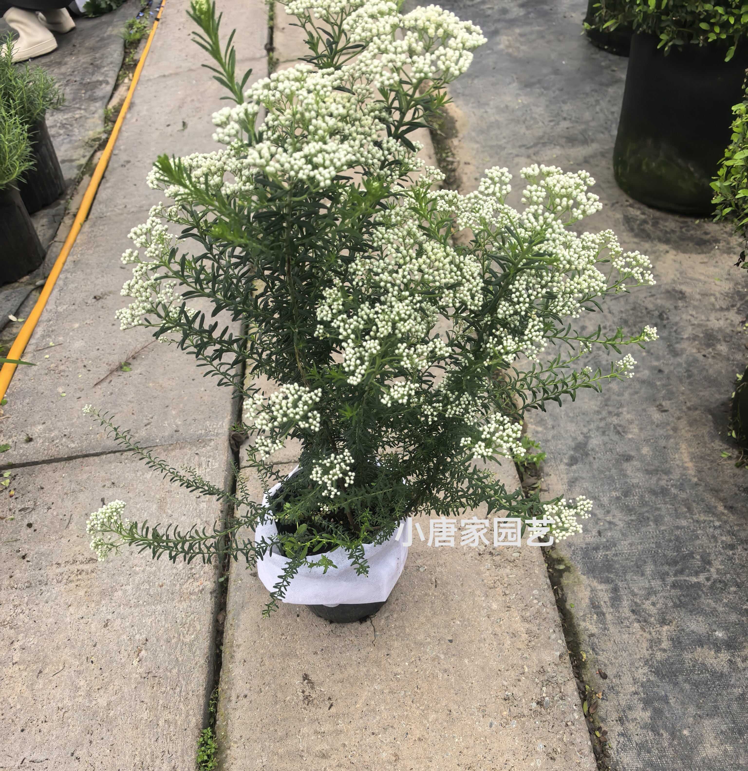 澳洲米花树盆栽 庭院阳台多年生常绿灌木花卉 易养白色花镜植物