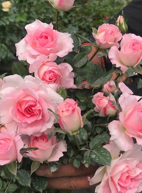 微型月季总汇 白桃妖精 粉白色丰花多头多季开花可阳台盆栽花卉