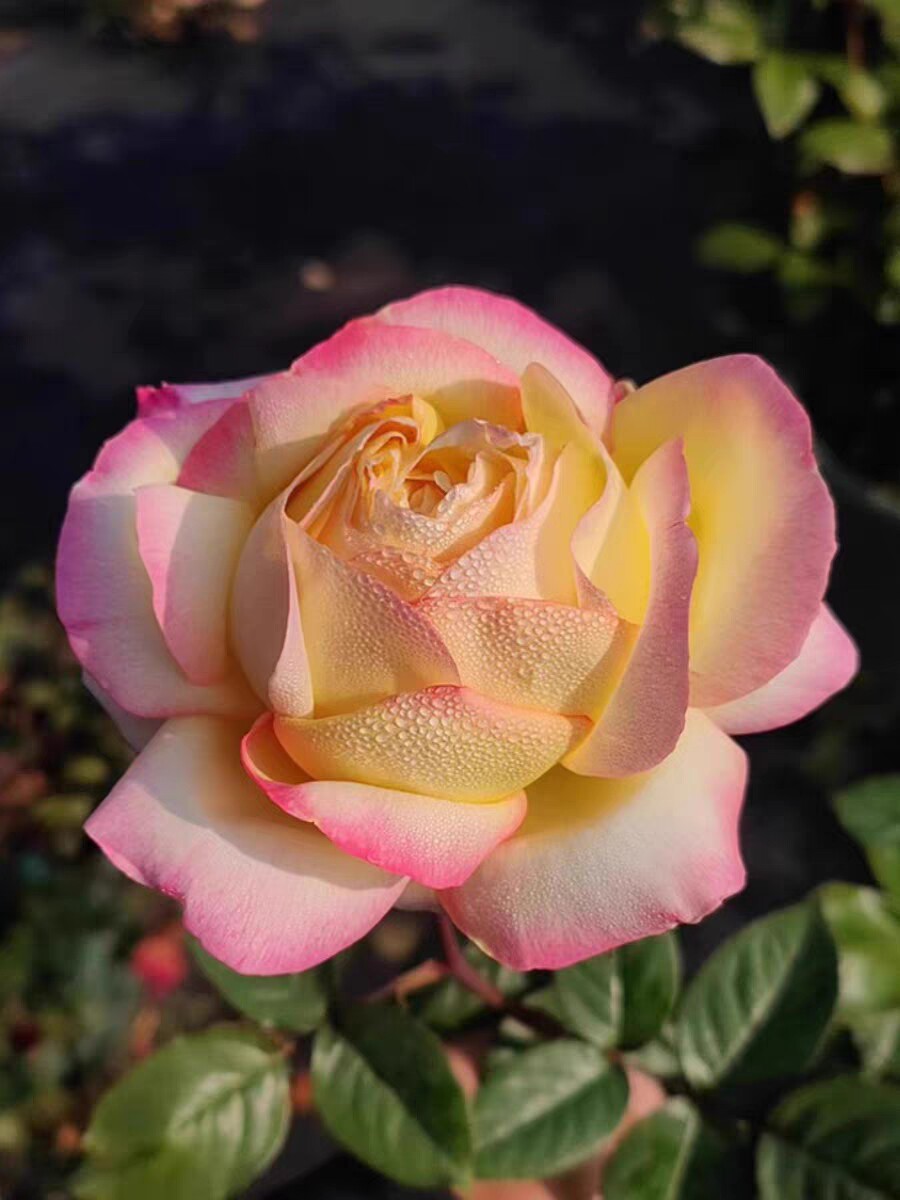 法国月季  蝴蝶夫人/娇兰光子 戴尔巴德作品枝条细扦插小苗包对版