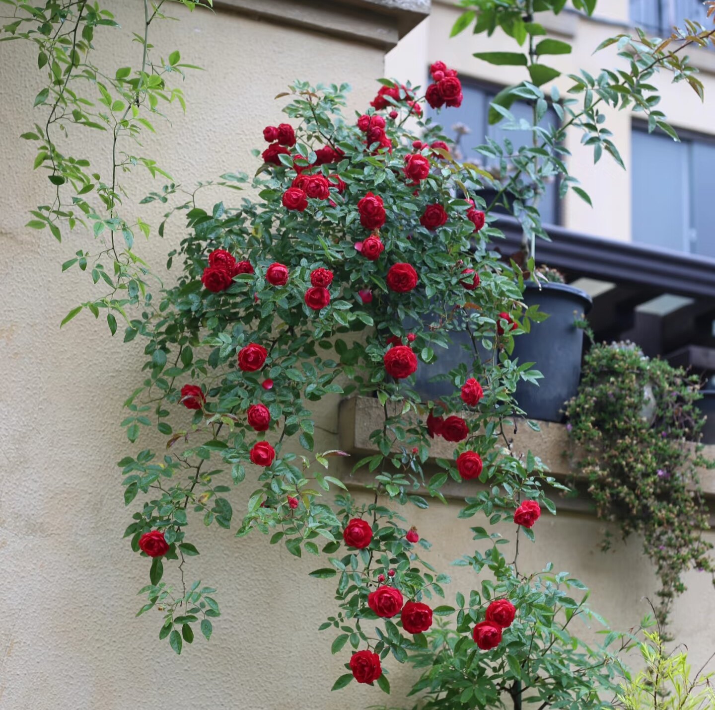 多季开花红木香花苗爬藤植物多花勤花藤本攀援蔷薇庭院种植花卉