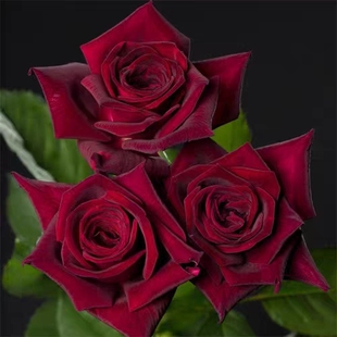 新品【暗香】月季小苗黑巴克升级版浓香丰花抗病花卉盆栽玫瑰花苗