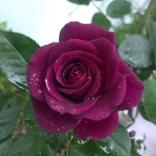 海潮之声月季花苗大花浓香玫瑰四季开花暗红色阳台盆栽庭院植物