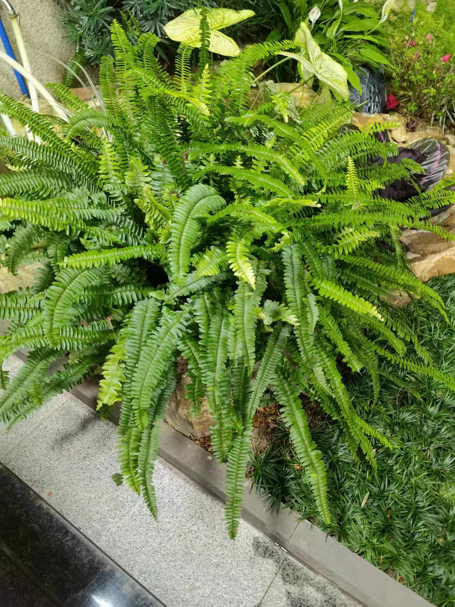 肾蕨盆栽多年生耐阴观叶绿植假山鱼池配景庭院花镜搭配蕨绿类植物