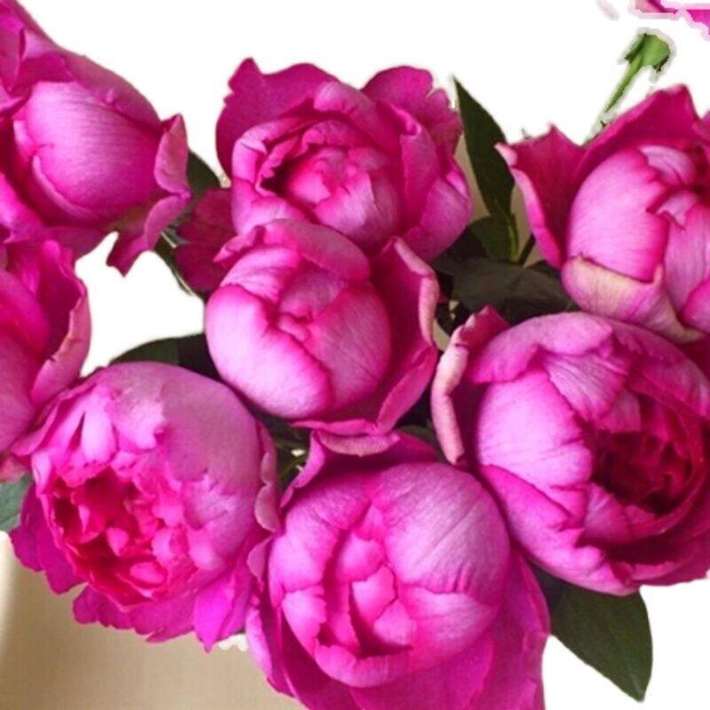 伊芙胭脂香水 大花强香 月季玫瑰切花灌木盆栽盆栽花卉