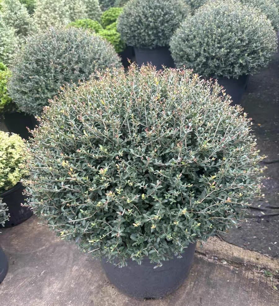 冬青先令球完美冬青球龟甲冬青圆球川滇蜡树耐寒花园设计花镜植物,鲜花速递/花卉仿真/绿植园艺,造型盆景,淘宝优惠券,粉丝福利购,淘宝优惠卷