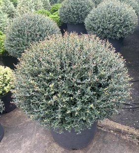 冬青先令球完美冬青球龟甲冬青圆球川滇蜡树耐寒花园设计花镜植物