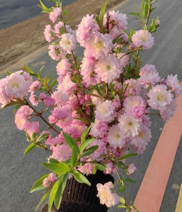 耐寒耐热多年生粉花重瓣麦李珍珠郁叶梅灌木花卉盆栽庭院别墅植物