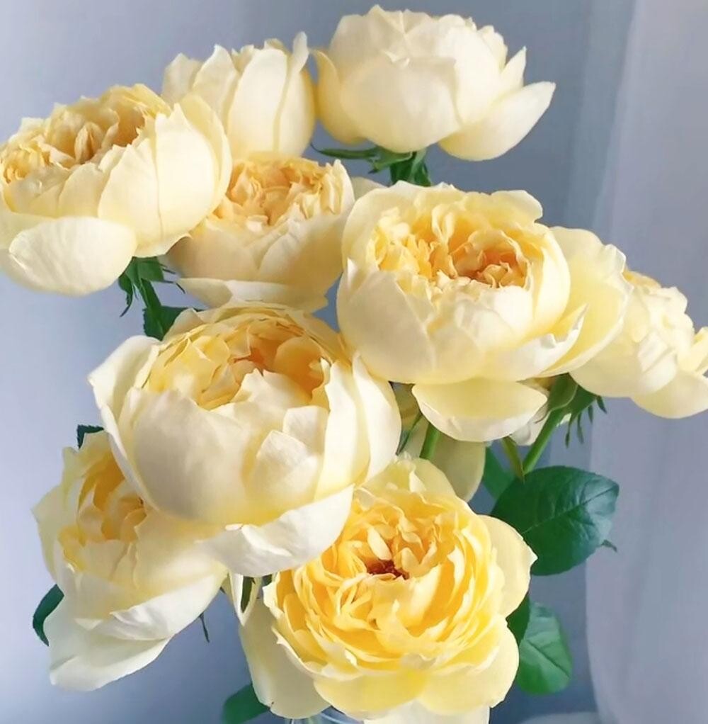 伊芙黄金伯爵大花灌木四季开花