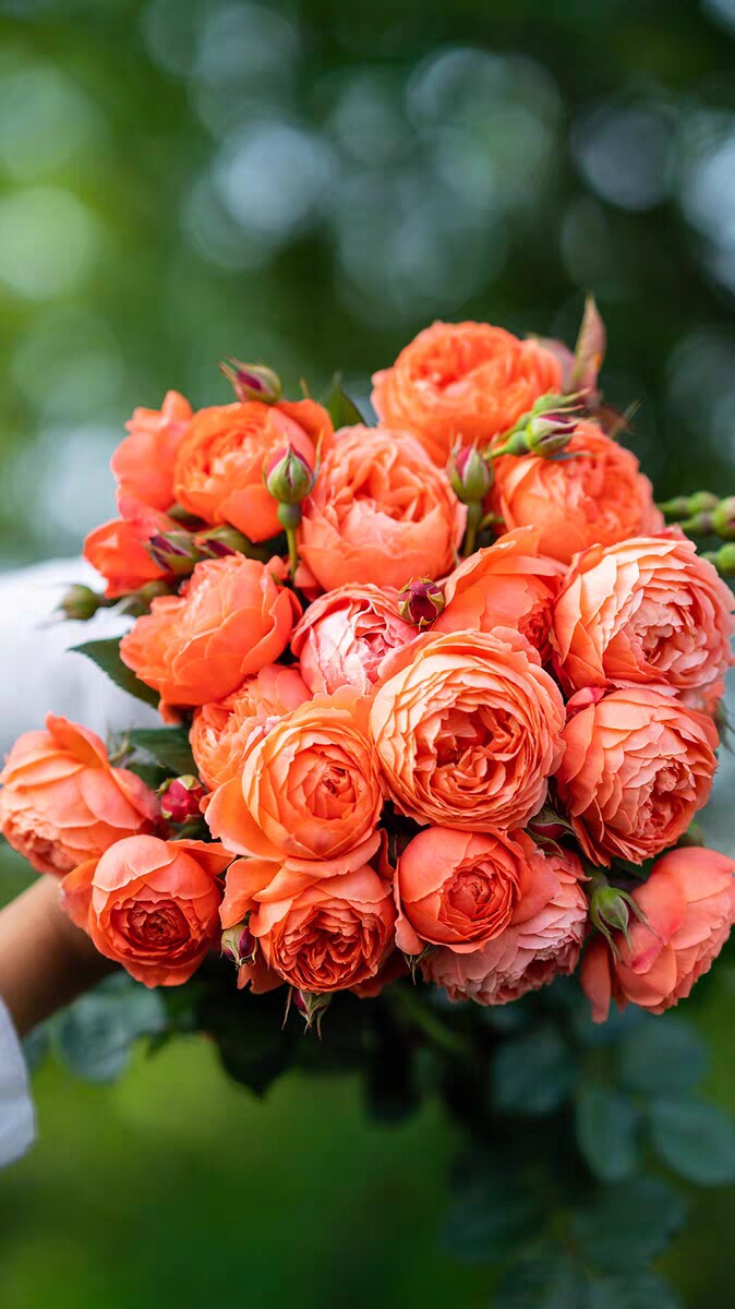 新品 炽炎 耐热丰花灌木阳台庭院月季多季节开花