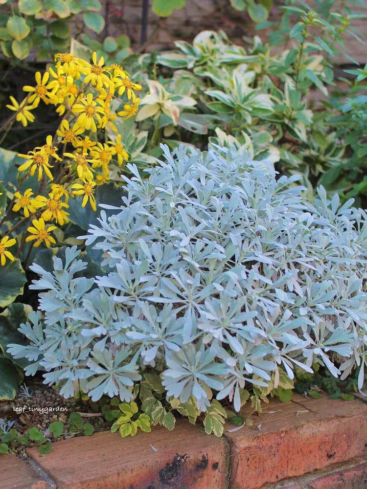 芙蓉菊盆栽耐寒白雪艾玉芙蓉花苗阳台庭院四季常青银叶花镜绿植物