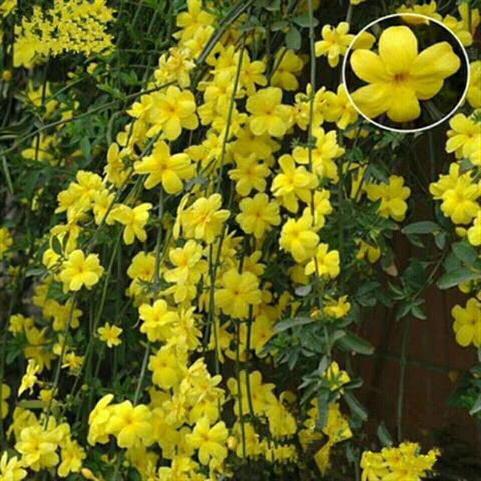 迎春花树苗盆景阳台四季垂吊爬藤夏季观叶绿化庭院绿化花卉植物