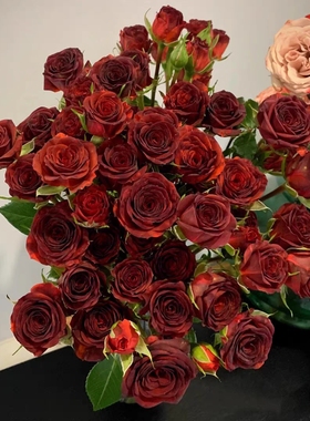 微型总汇阳台系列巧克力泡泡折射泡泡多季开花玫瑰盆栽花卉