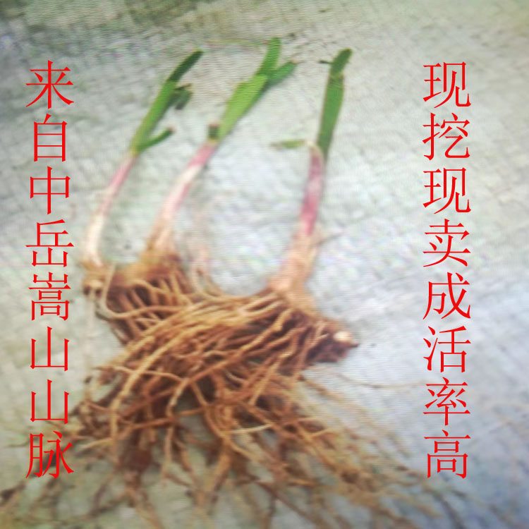 山韭菜根 野韭菜根 紫韭菜根红根盆栽韭菜苗籽嵩山现挖现卖