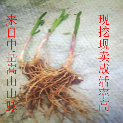 山韭菜韭菜根ys红根菜苗