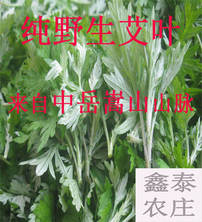 嵩山新鲜艾草艾叶食用艾叶鲜艾叶