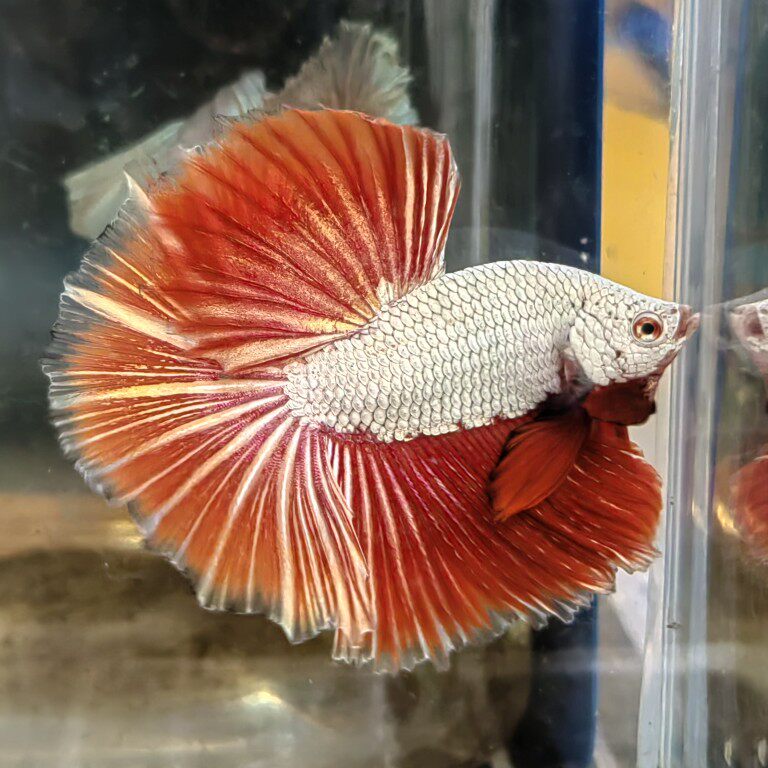 泰国半月斗鱼展示级半月星河糖果koi半月斗鱼观赏鱼热带鱼