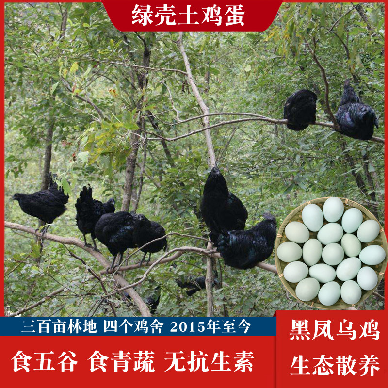正宗农家散养新鲜农村虫草富硒柴林下放养绿壳土鸡蛋黑凤乌鸡五谷