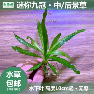 水草造景 艾伦 迷你小九冠无需CO2阴性草缸中后景淡水皇冠类水草
