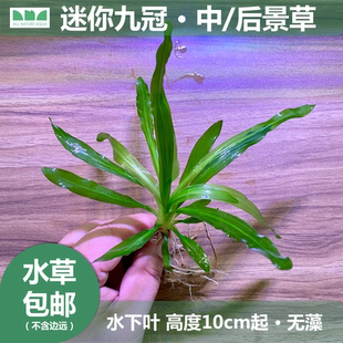 迷你小九冠无需CO2阴性草缸中后景淡水皇冠类水草 艾伦 水草造景