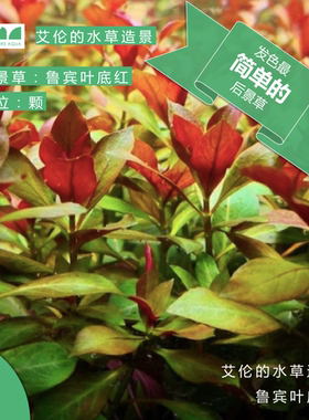 艾伦的水草造景 鲁宾叶底红自然水下叶红色系后景有茎淡水水草