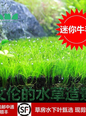 艾伦的水草造景迷你牛毛无菌杯水下叶草缸经典前景草可无二氧化碳