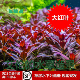 水草造景 艾伦 大红叶水下叶深红紫红草缸中景后景水草容易发色