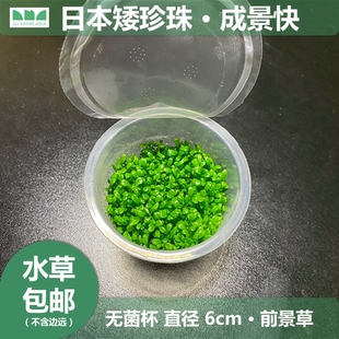 水草造景 艾伦 日本矮珍珠无菌杯水草无藻无螺无害虫淡水前景草