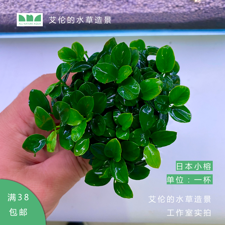 水下叶水草淘宝天猫优惠券大全 品牌精品汇聚 价格大全移动版 最宠网 水下叶水草淘宝天猫优惠券大全 品牌精品汇聚 价格大全移动版 最宠网