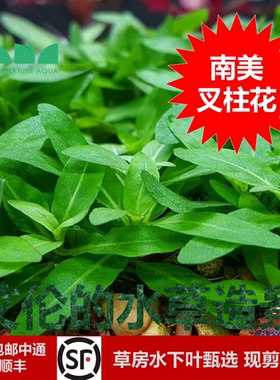 艾伦的水草造景南美叉柱花粉叉柱花水下叶鱼缸草缸中景水草粉红色