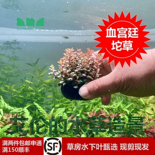 艾伦水草造景血宫廷坨草古法缸水草净化水质懒人增氧无需碳自沉水