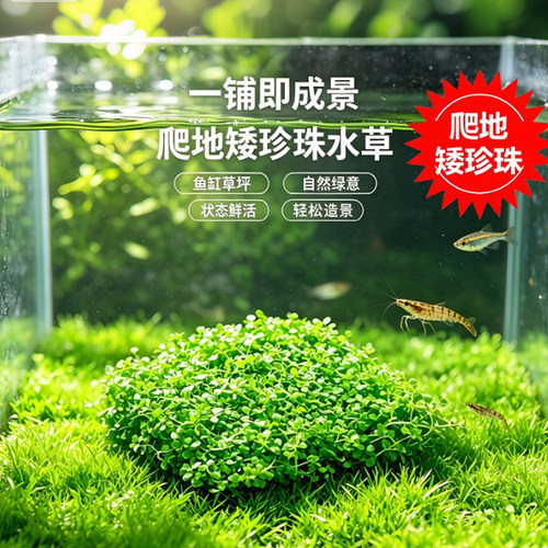 爬地矮珍珠经典绿油油前景大草坪