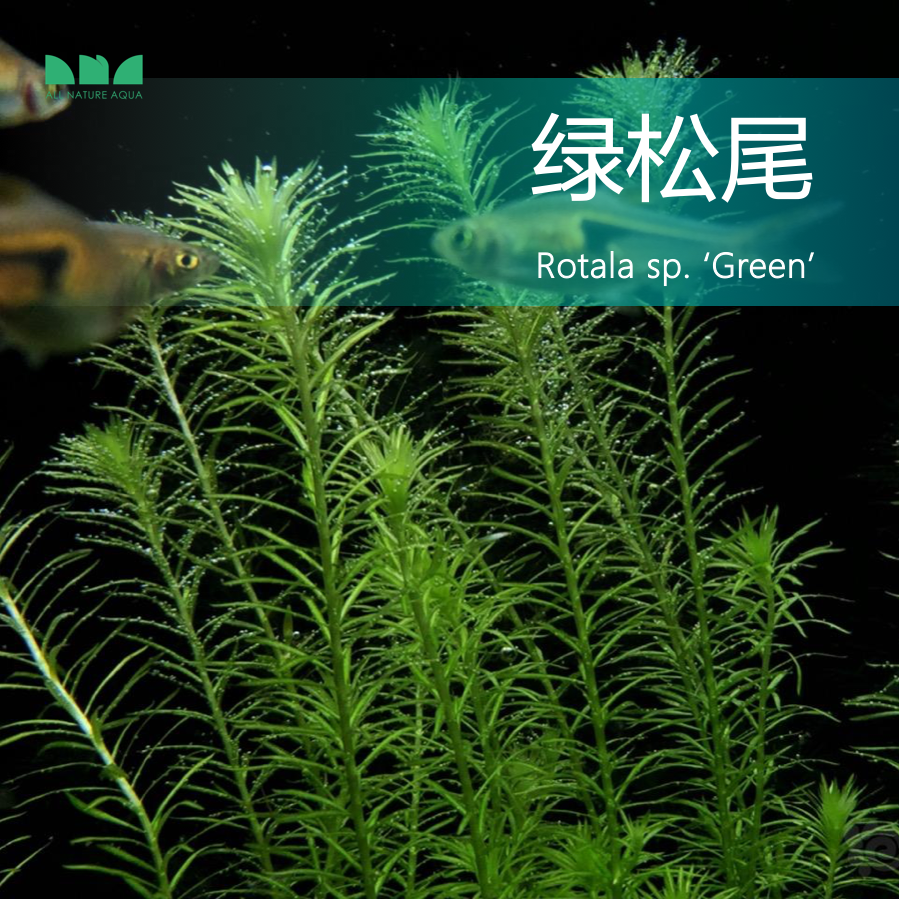 艾伦的水草造景 绿松尾草缸鱼缸后景水下叶绿色有茎水草无需CO2养