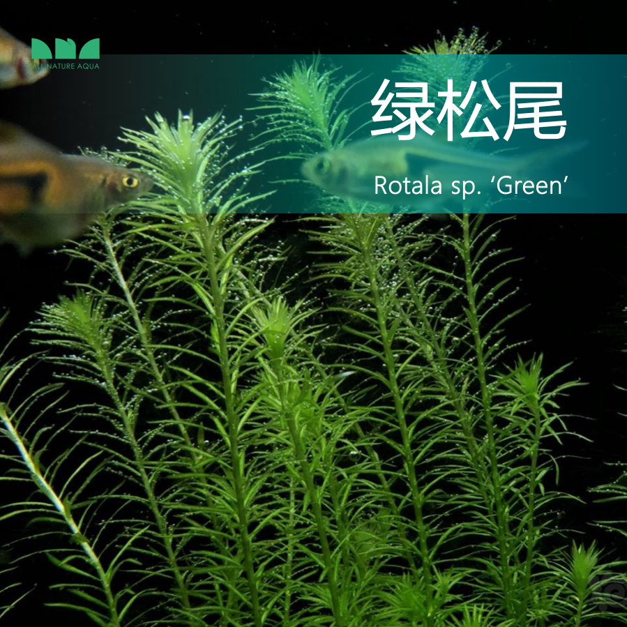 艾伦的水草造景 绿松尾草缸鱼缸后景水下叶绿色有茎水草无需CO2养 宠物/宠物食品及用品 水草 原图主图