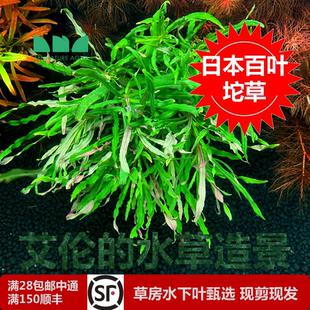水草造景日本百叶坨草水下叶自带水草泥入缸沉水就成景无碳 艾伦