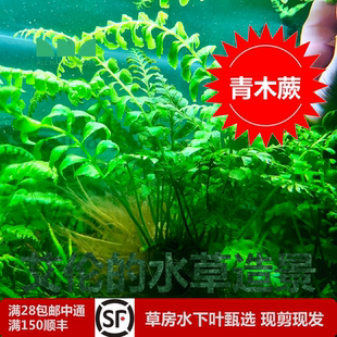 艾伦 自然感 水草造景青木蕨水下叶草缸中景草体现原始 和神秘