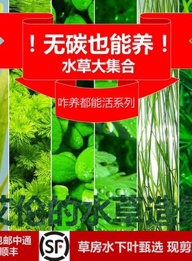 没有二氧化碳也能养的水草大集合