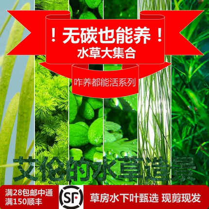 艾伦水草造景没有二氧化碳水草合集前景红草咋样都能活新手水下叶