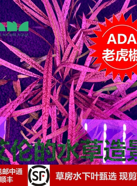 艾伦的水草造景 ADA老虎椒稀有珍贵红色中后景水下叶椒草霸气之选