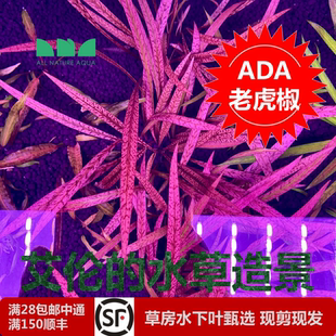 水草造景 艾伦 ADA老虎椒稀有珍贵红色中后景水下叶椒草霸气之选
