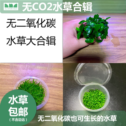 日本珍珠草水草质量怎么样 日本珍珠草水草口碑怎么样 小麦优选