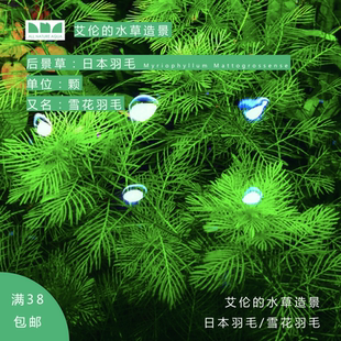 艾伦 日本羽毛自养水下叶绿色后景有茎淡水水草 水草造景 雪花