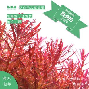 水草造景 艾伦 红宫廷自养水下叶红色有茎后景水草淡水挑战发色