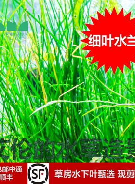 艾伦的水草造景细叶水兰丝带水兰ADA造景专用无CO2飘逸水下叶水草